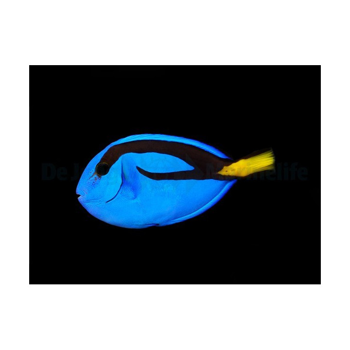 Paracanthurus hepatus - palettivälskäri