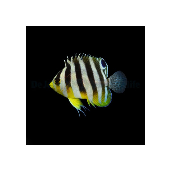 Paracentropyge multifasciata - Seepraherttuakala - viljelty