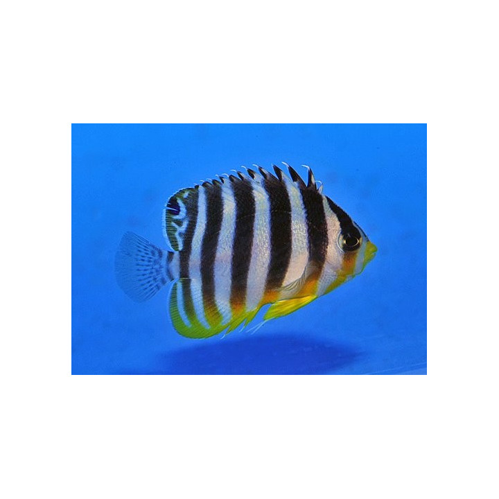 Paracentropyge multifasciata - Seepraherttuakala - viljelty