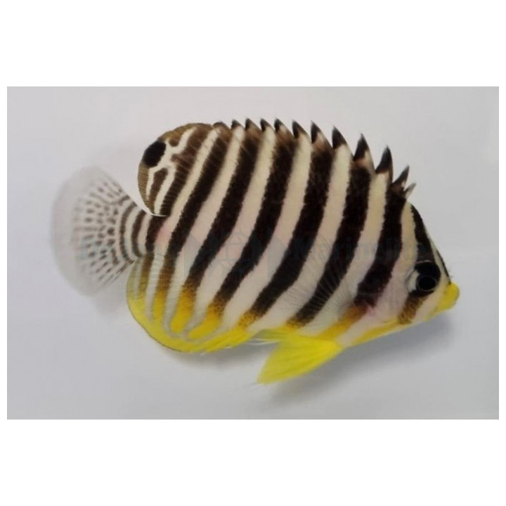 Paracentropyge multifasciata - Seepraherttuakala - viljelty