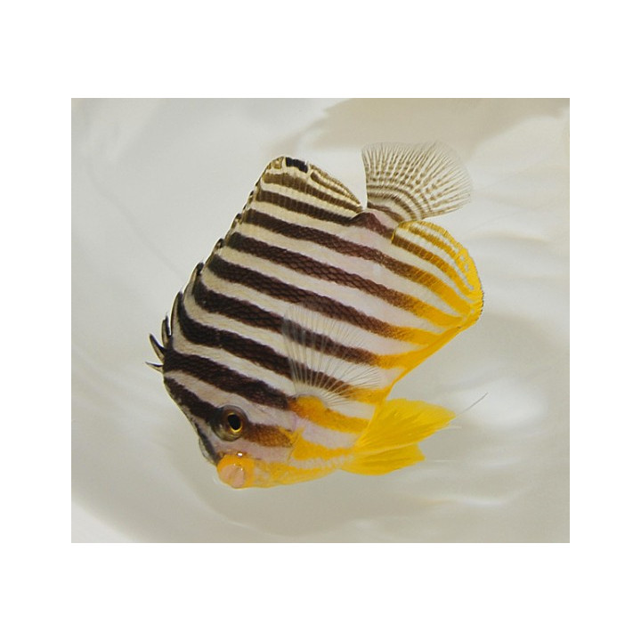 Paracentropyge multifasciata - Seepraherttuakala - viljelty