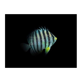 Paracentropyge multifasciata - Seepraherttuakala keltainen
