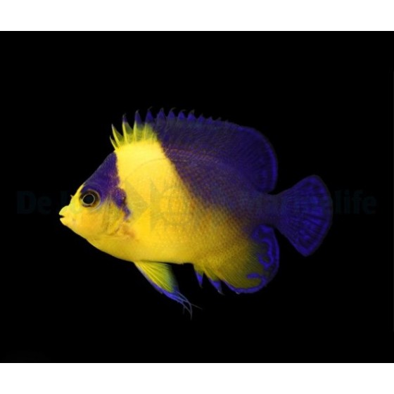 Altaan suojaverkko DIY Tank Cover kit 60x60cm