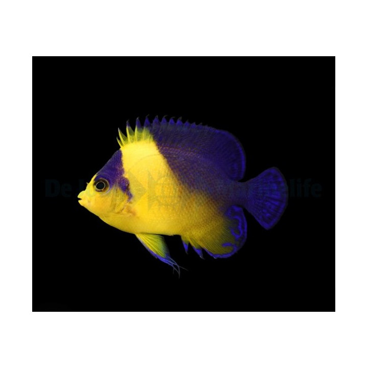 Paracentropyge venusta