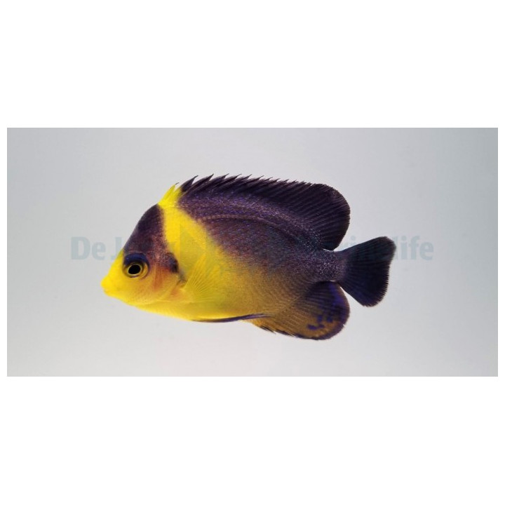 Paracentropyge venusta