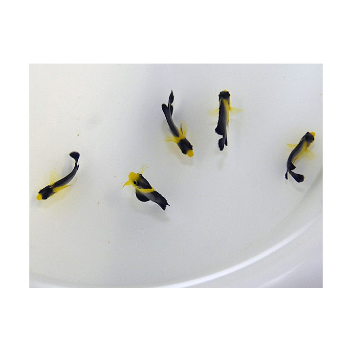 Paracentropyge venusta