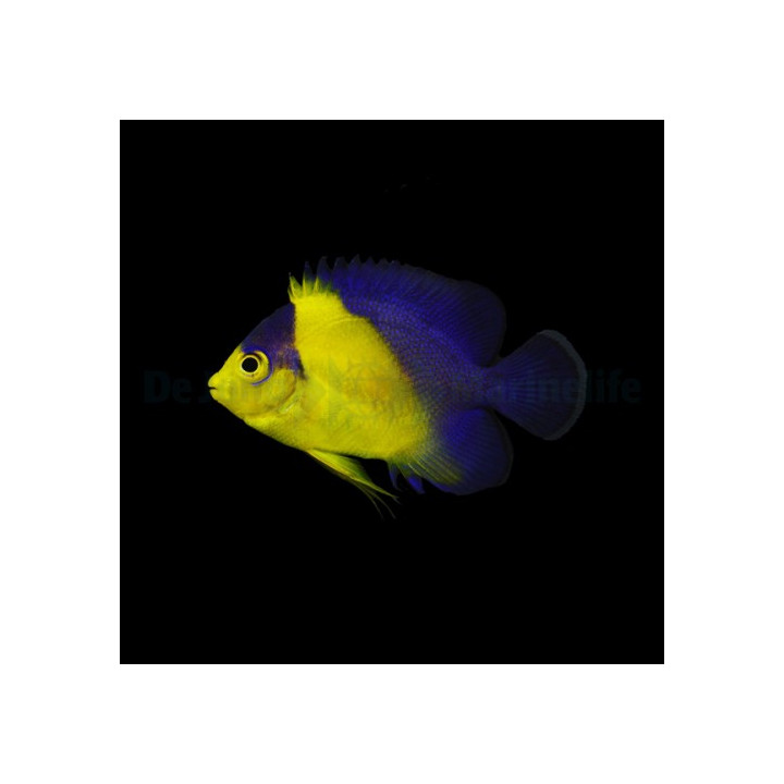 Paracentropyge venusta - viljelty