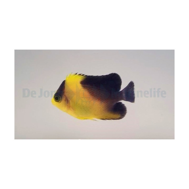 Paracentropyge venusta - viljelty