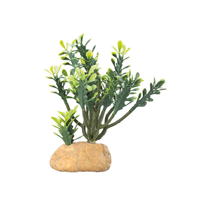 Euphorbia M , Terraario- ja akvaariotarvike