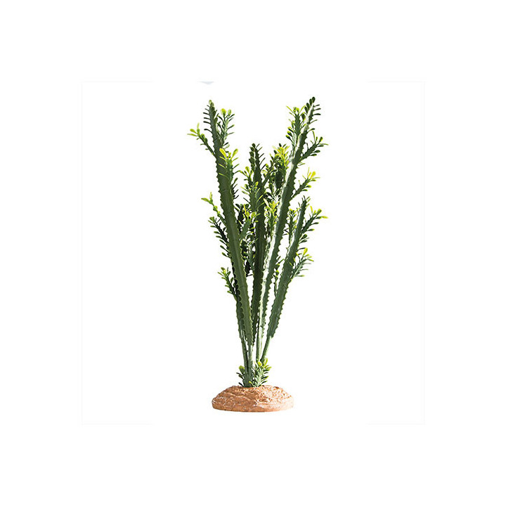 Euphorbia L , Terraario- ja akvaariotarvike