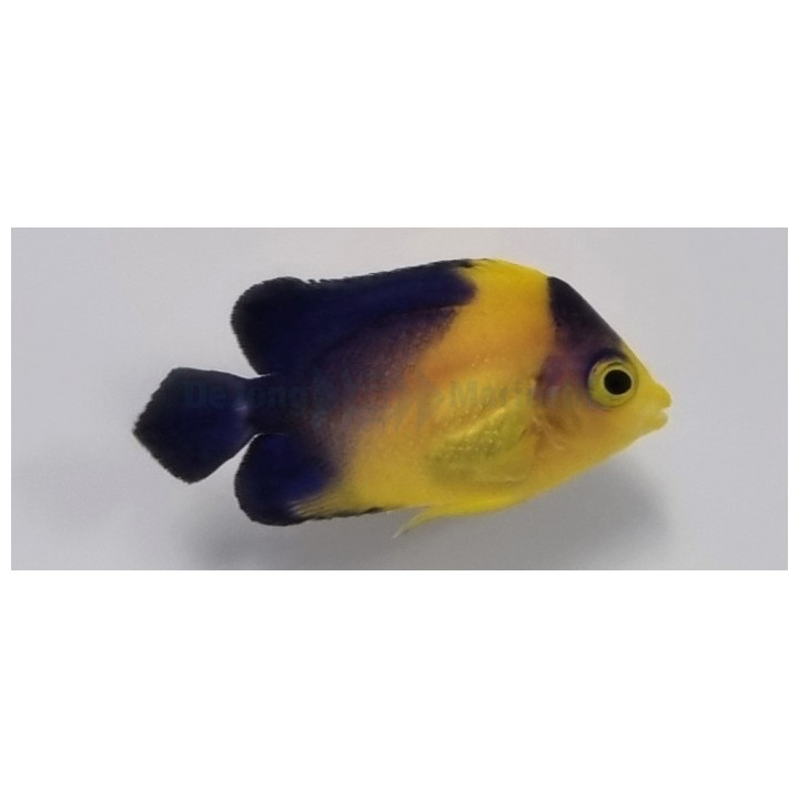 Paracentropyge venusta - viljelty