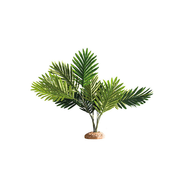 Hobby Palm -