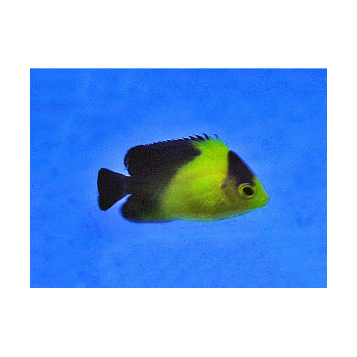 Paracentropyge venusta - viljelty
