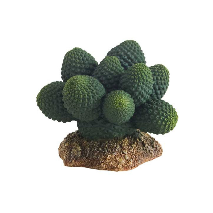 Cactus Atacama , Terraario- ja akvaariotarvike