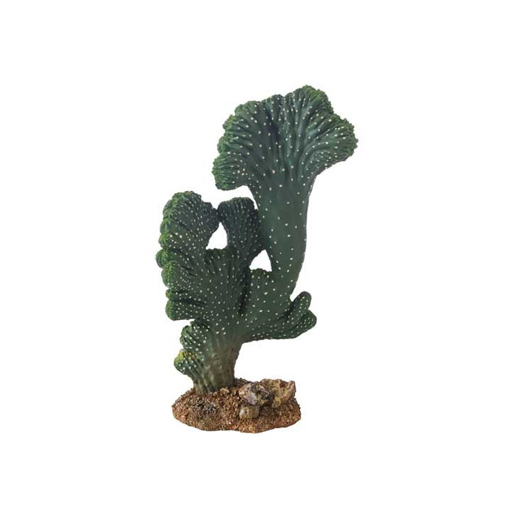 Cactus Victoria , Terraario- ja akvaariotarvike