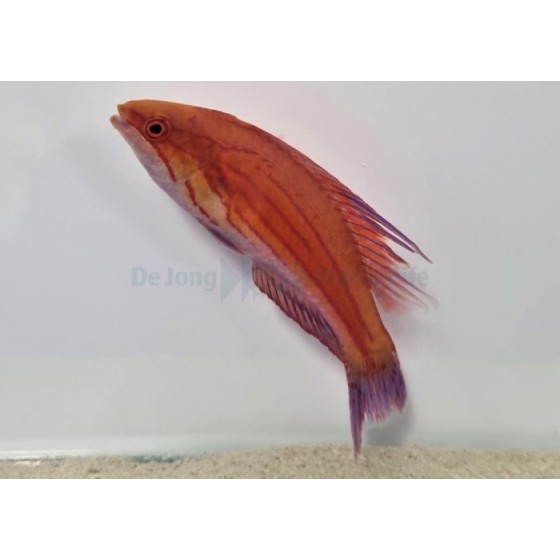 Altaan suojaverkko DIY Tank Cover kit 60x60cm