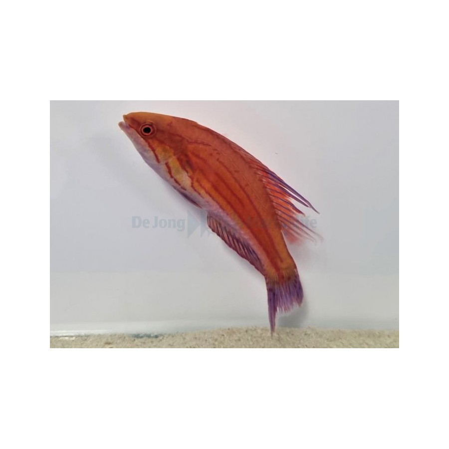 Altaan suojaverkko DIY Tank Cover kit 60x60cm Altaan suojaverkko DIY Tank Cover kit 60x60cm