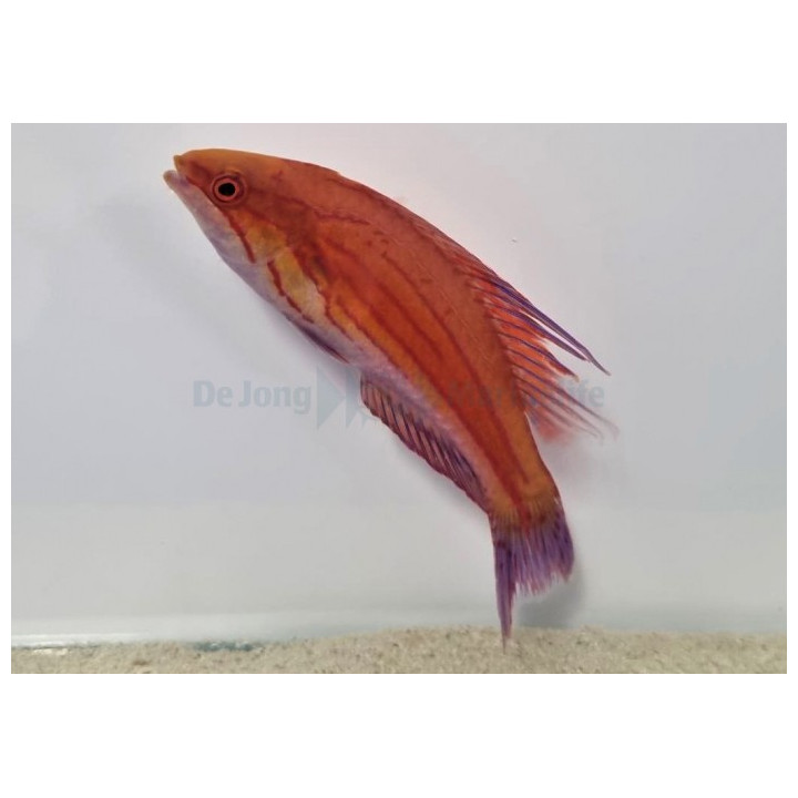 Paracheilinius filamentosus - Hi Fin dwarf Parrot
