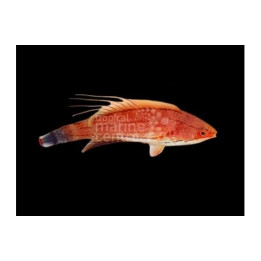 Carpenter’s Flasher Wrasse (Paracheilinus carpenteri), värikäs huulikala merivesiakvaarioon