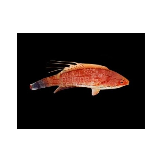 Altaan suojaverkko DIY Tank Cover kit 60x60cm
