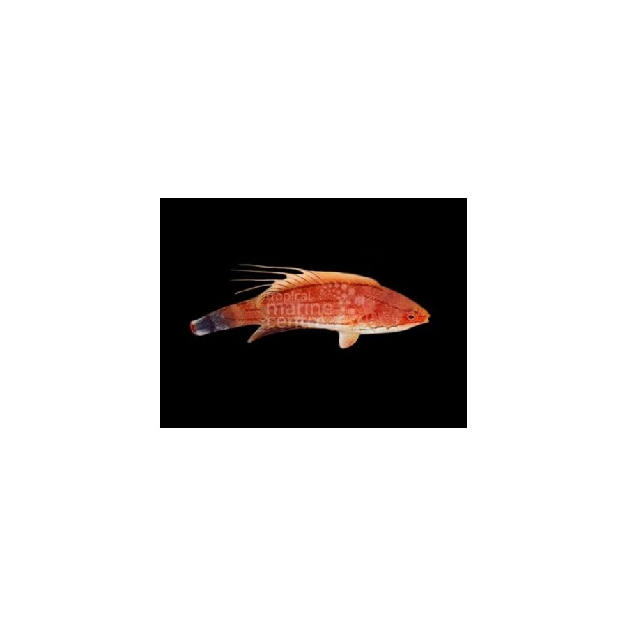 Altaan suojaverkko DIY Tank Cover kit 60x60cm Altaan suojaverkko DIY Tank Cover kit 60x60cm