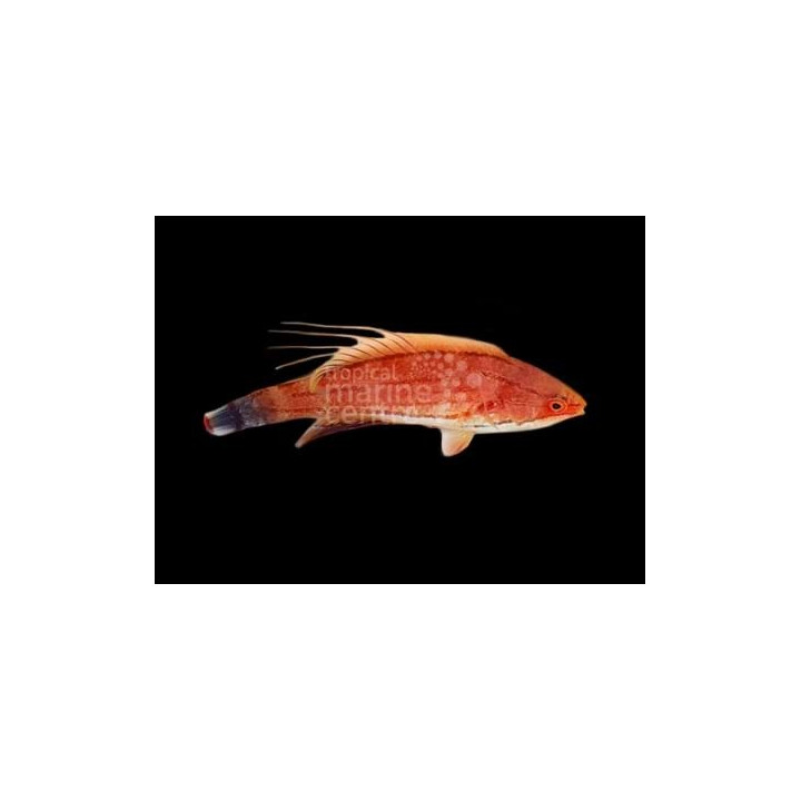 Carpenter’s Flasher Wrasse (Paracheilinus carpenteri), värikäs huulikala merivesiakvaarioon