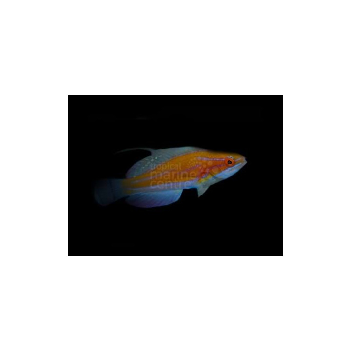 Paracheilinus mccoskeri - Blue Stripe Dwarf Parrot
