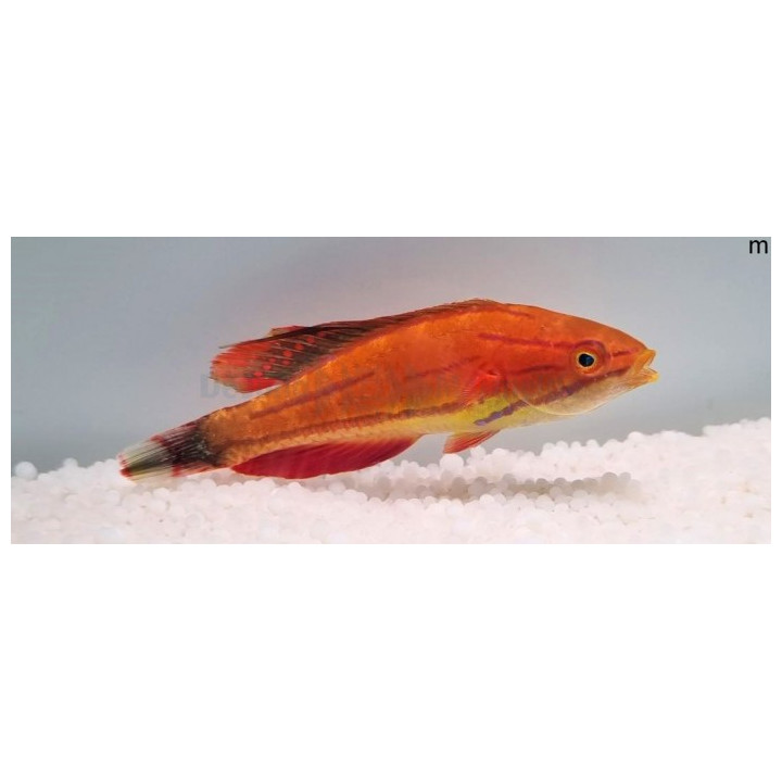 Paracheilinus mccoskeri - Blue Stripe Dwarf Parrot