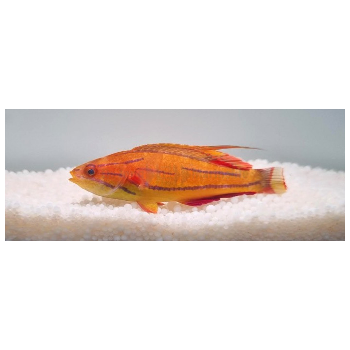 Paracheilinus mccoskeri - Blue Stripe Dwarf Parrot