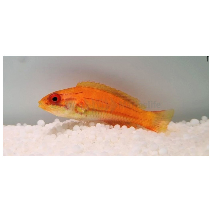 Paracheilinus mccoskeri - Blue Stripe Dwarf Parrot