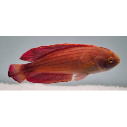 Paracheilinus octotaenia - 8 Line Flasher Dwarf Parrot