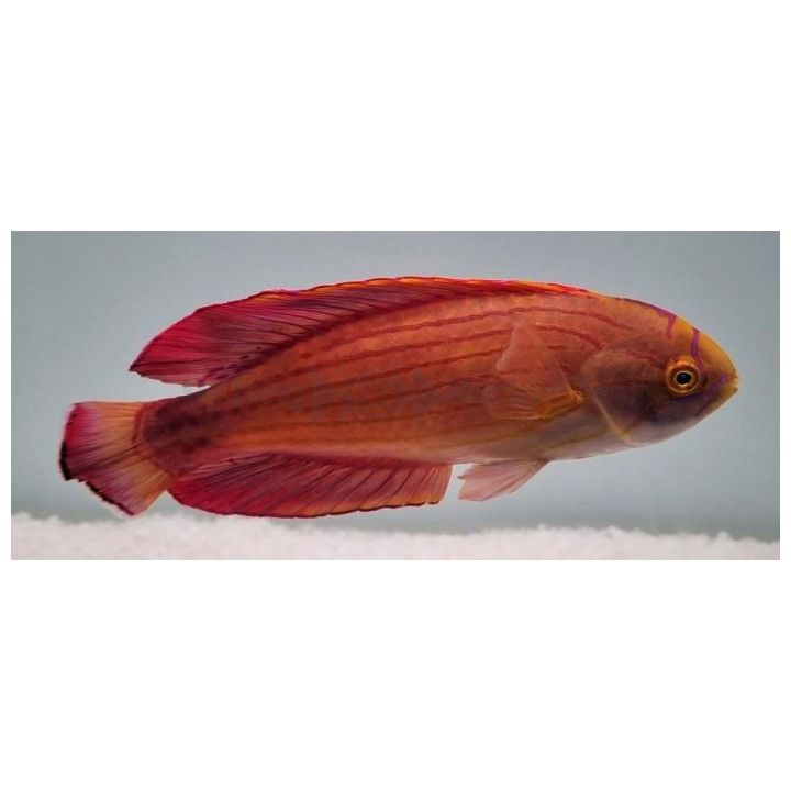 Paracheilinus octotaenia - 8 Line Flasher Dwarf Parrot