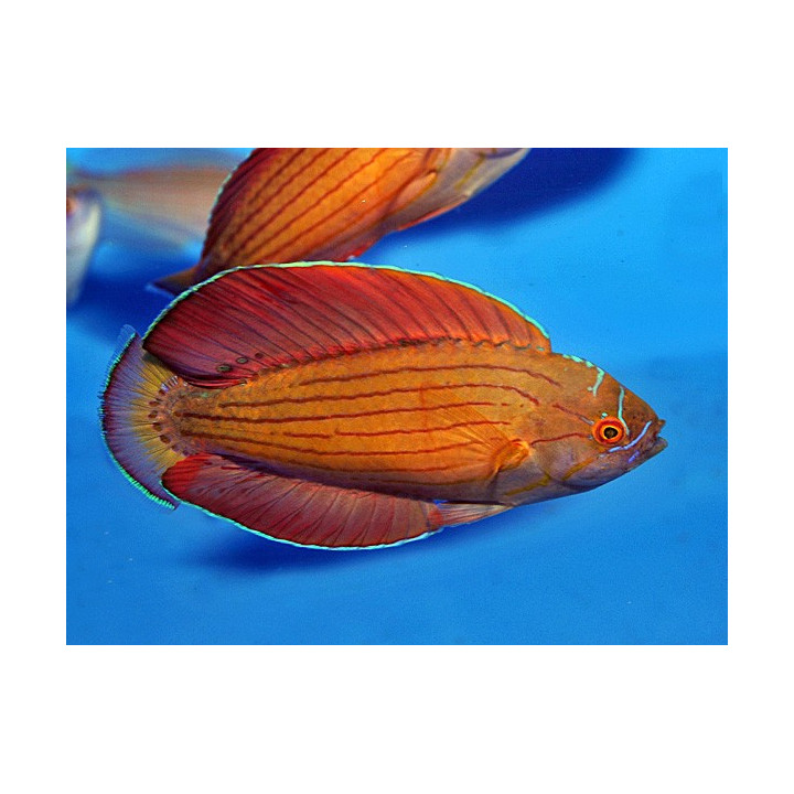 Paracheilinus octotaenia - 8 Line Flasher Dwarf Parrot