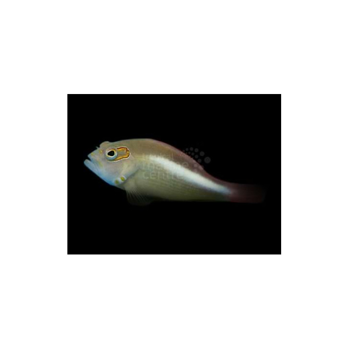 Paracirrhites arcatus - Arc Eye Hawk