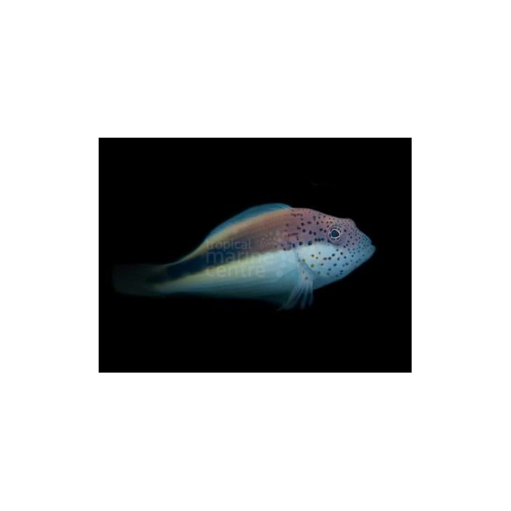 Paracirrhites forsteri - Freckled Hawk