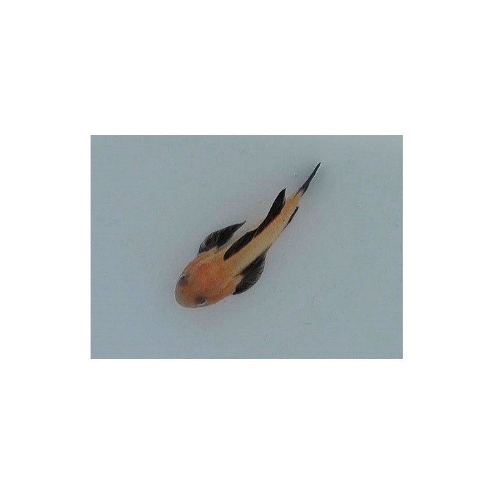 Paragobiodon lacunicolus - Nano Goby - Panda