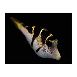 Paraluteres prionurus - Mimic Filefish