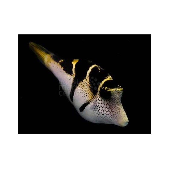 Paraluteres prionurus - Mimic Filefish