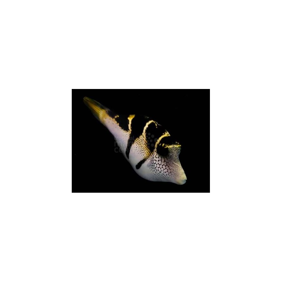 Paraluteres prionurus - Mimic Filefish