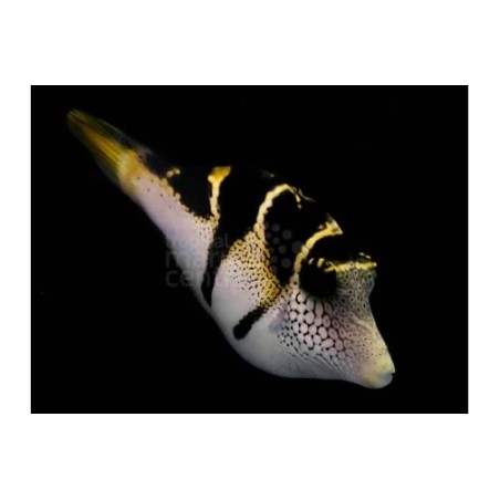 Paraluteres prionurus - Mimic Filefish