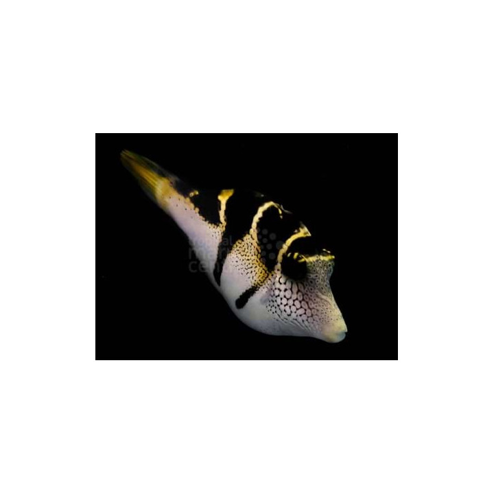 Paraluteres prionurus - Mimic Filefish