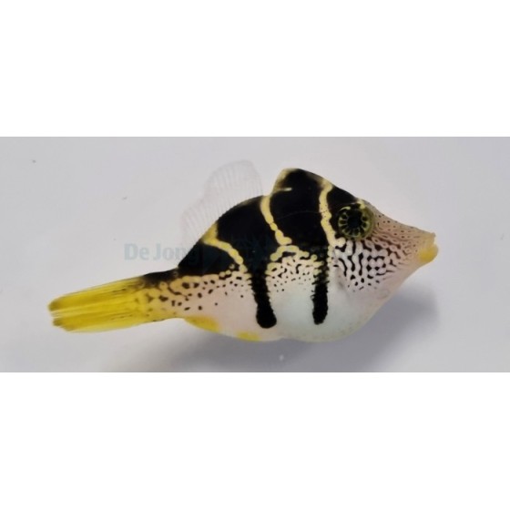 Paraluteres prionurus - Mimic Filefish