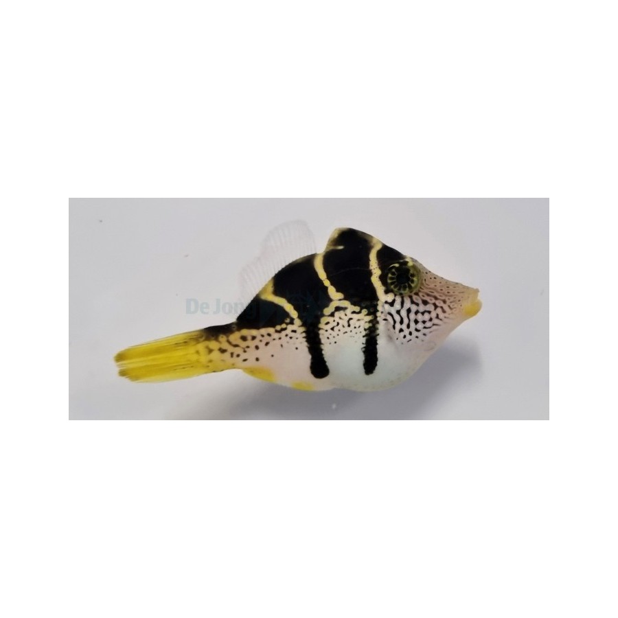 Paraluteres prionurus - Mimic Filefish