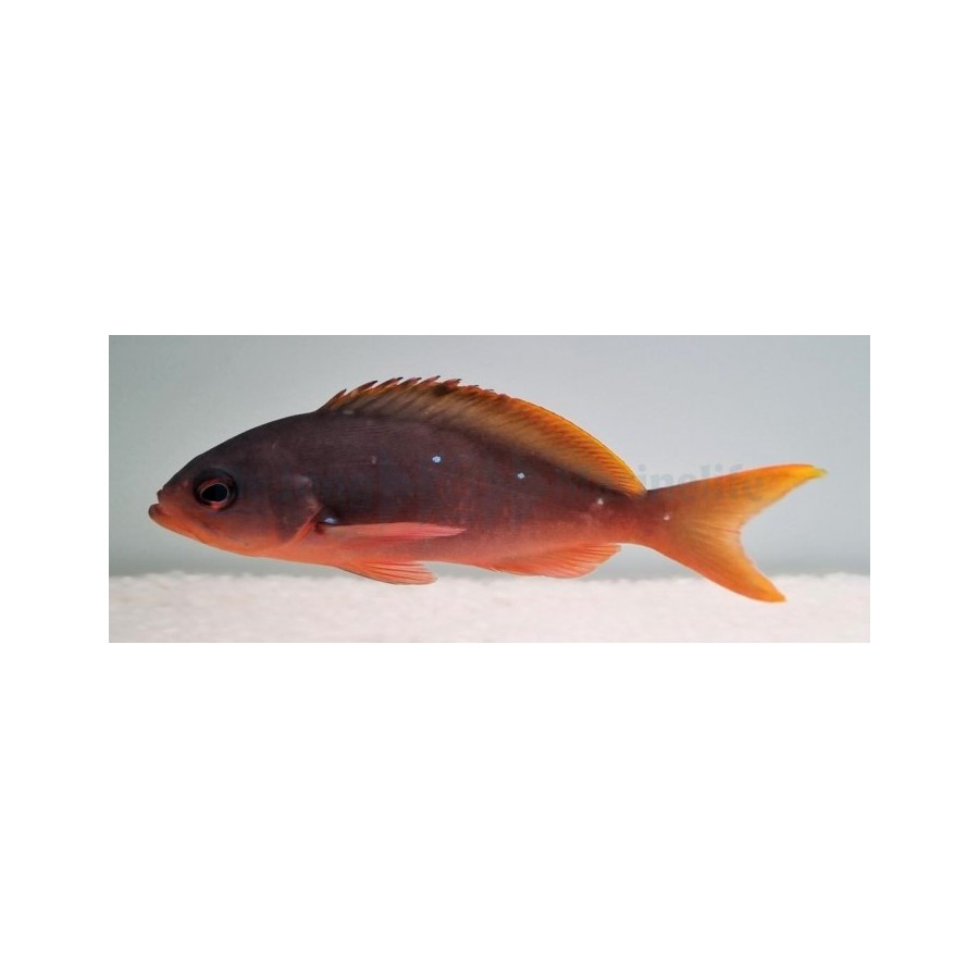 Paranthias colonus - Ruby Anthias