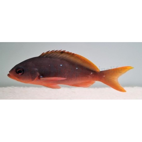 Paranthias colonus - Ruby Anthias