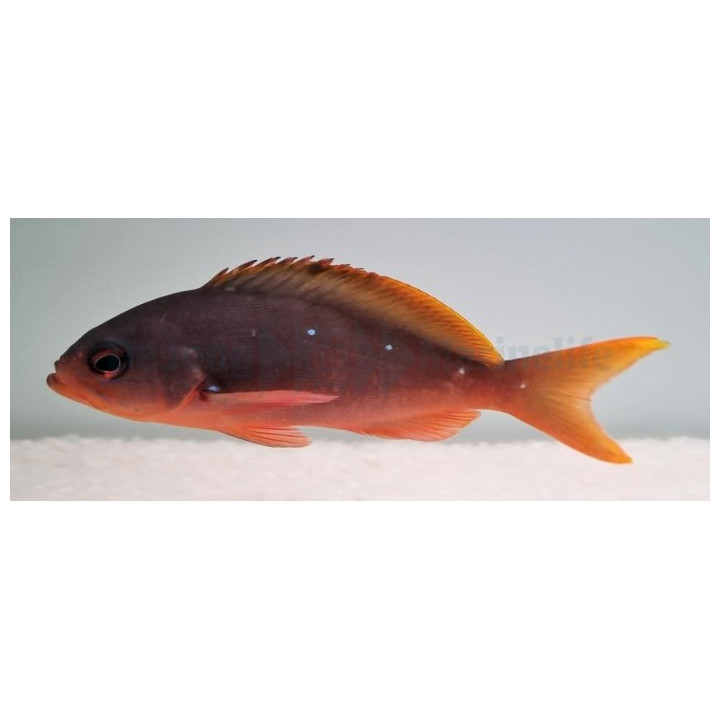 Paranthias colonus - Ruby Anthias -