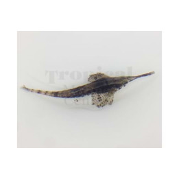 Parapegasus natans - Gurnard - Longnose