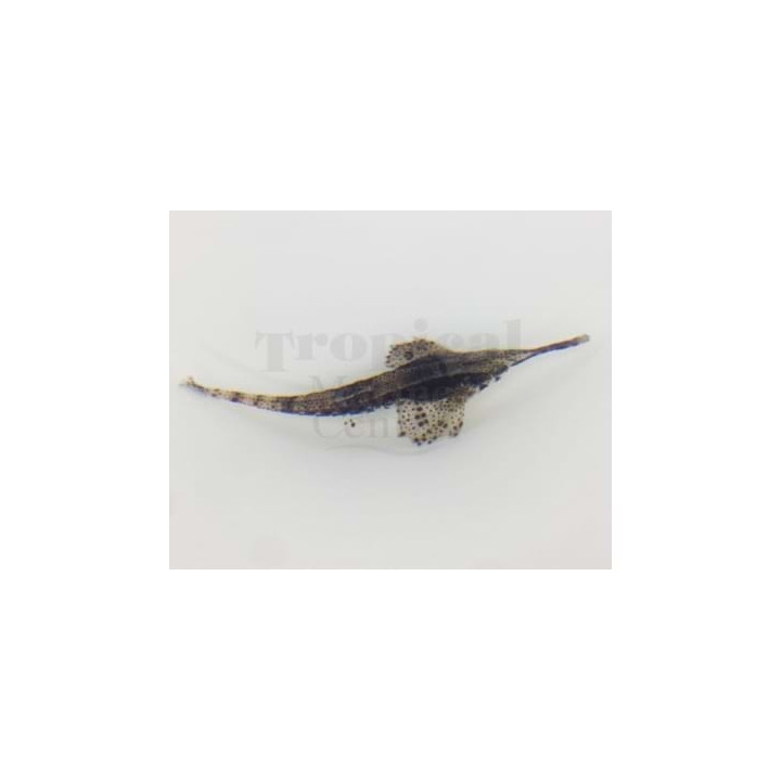 Parapegasus natans - Gurnard - Longnose