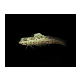 Parapercis sp. - Red Check Goby