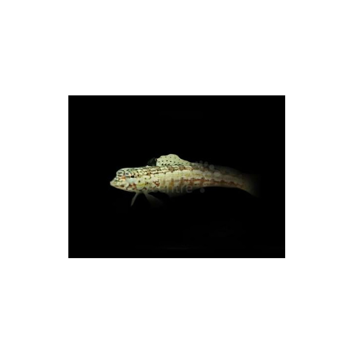 Parapercis sp. - Red Check Goby